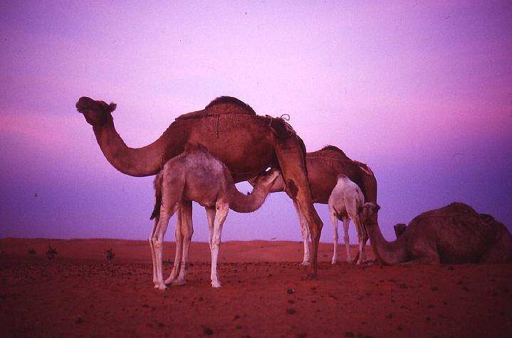 Prima colazione - Mauritania 1990